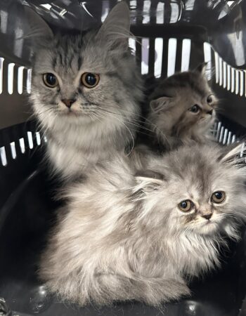 Clinique Vétérinaire Des 4 Pattes