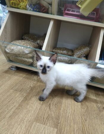 Animalerie king Oran 