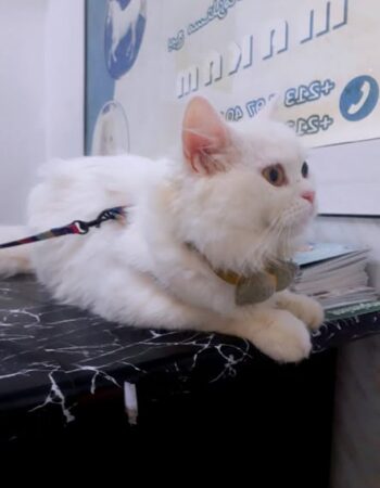 Cabinet vétérinaire el Makkam