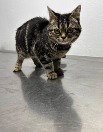 Clinique Vétérinaire Des 4 Pattes