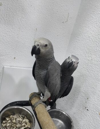 Animalerie king Oran 