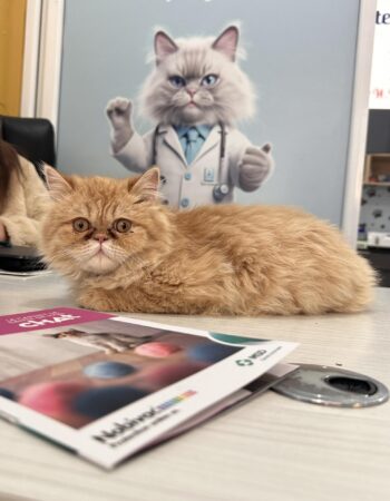 Clinique Vétérinaire Des 4 Pattes