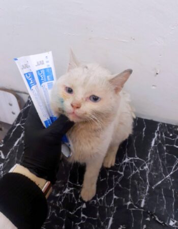 Cabinet vétérinaire el Makkam