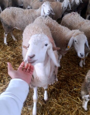 Cabinet vétérinaire el Makkam