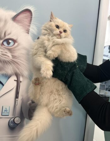 Clinique Vétérinaire Des 4 Pattes