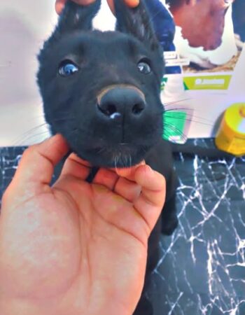 Cabinet vétérinaire el Makkam